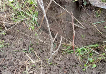 Continuarea lucrărilor de completare a plantațiilor în satul Palanc